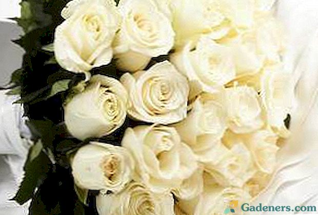Символичното значение на белите рози, как да се дават цветя