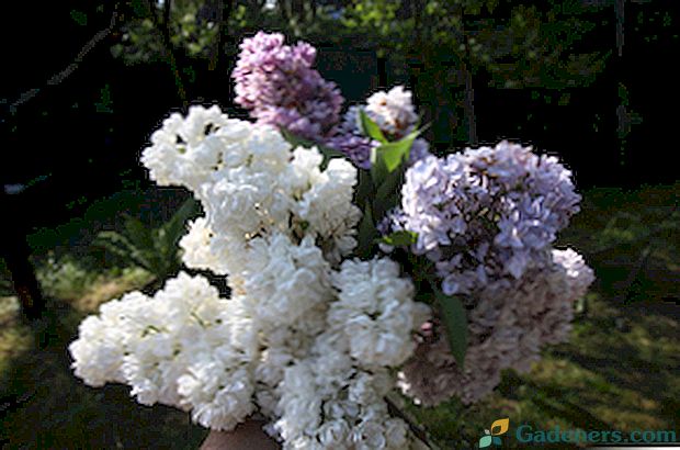 Violeta: ziedu fotogrāfijas un dažādas šķirnes