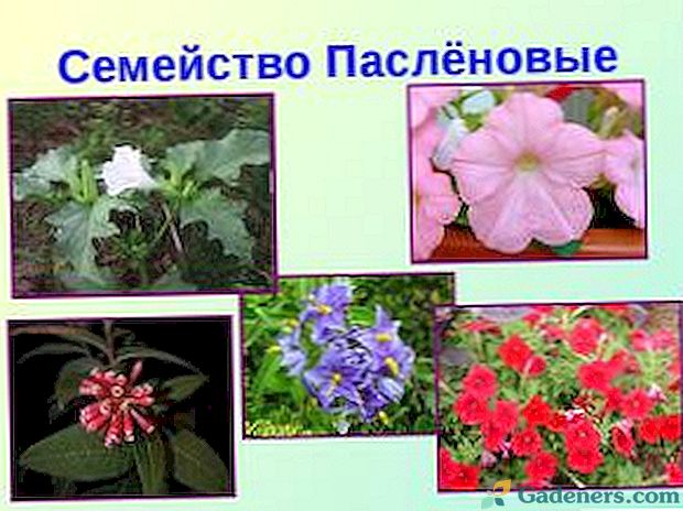 Список рослин сімейства пасльонових