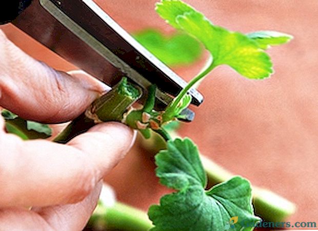 Metode obrezivanja geranija za bujno cvjetanje