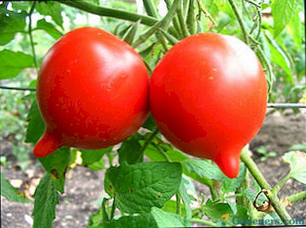 Pomidory dla środkowego zespołu i południa Federacji Rosyjskiej: odmiany, zdjęcia i opis