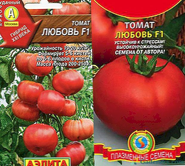 Pomidorai Lyubov, Boloto, Katyusha, Kemerovo: aprašymai ir aprašymai