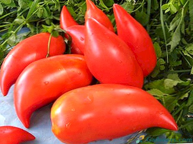 Pomidorai atvirame lauke - geriausios veislės vidutinei juostai
