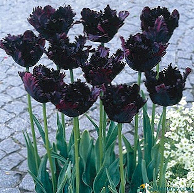 Tulipany - odmiany i nazwy