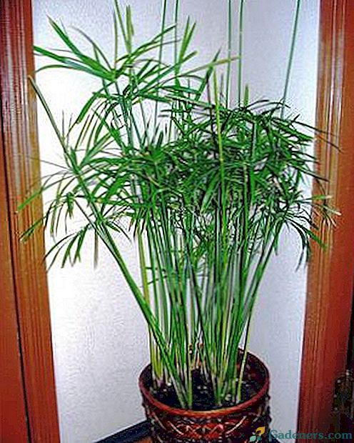 Péče a reprodukce tsiperus doma