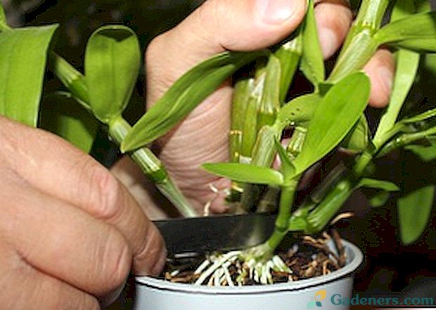 Péče a reprodukce orchidejí doma, fotografie květin