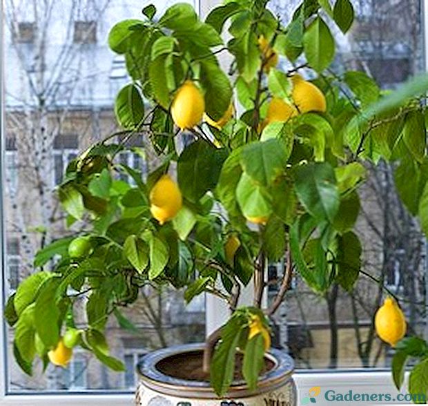 Skrb in gojenje limone doma