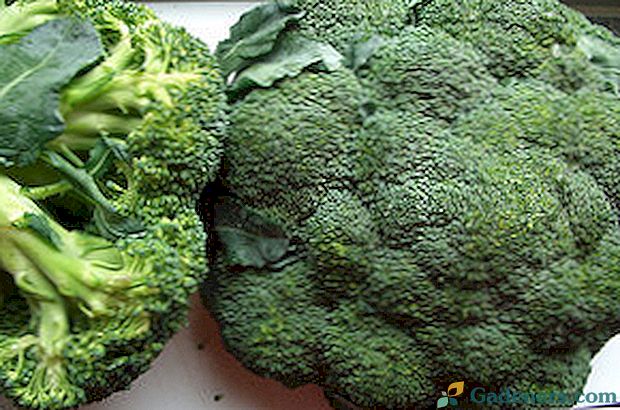 Brokolių priežiūra ir auginimas Maskvos regione