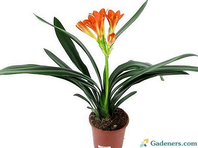 Цветок с длинными цветами. Кливия - Clivia d10 h20. Кливия - Clivia d10 h30. Кливия в горшке. Кливия миниата 13 30.