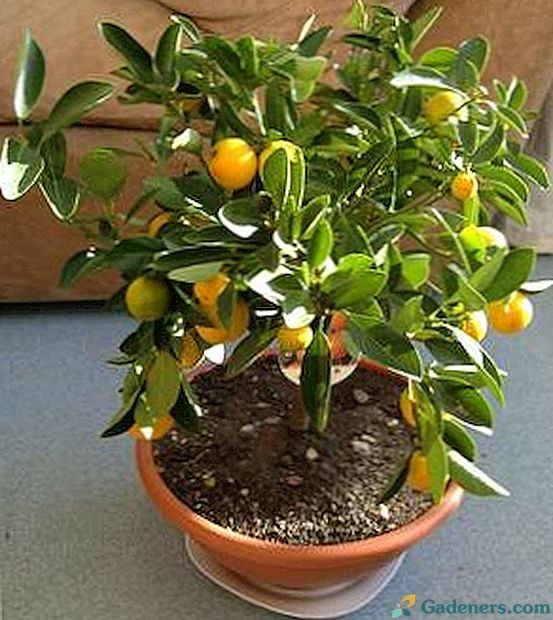 Dbaj o drzewo mandarynki w domu