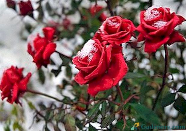 Troska o róże na wiosnę: przycinanie, leczenie chorób, szkodników