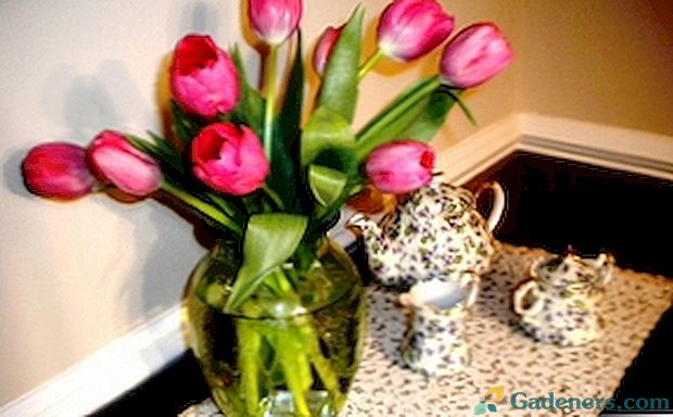 В яку воду ставити первоцвіти тюльпани і як реанімувати букет?