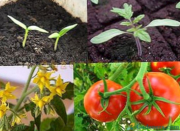 Вегетација биљака - шта је то и како иде овакав период