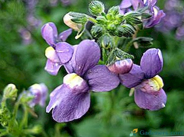 Magnificent nemesia: vrste i fotografije cvijeća, reprodukcija, sadnja i njegu