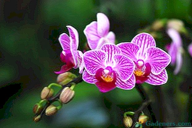 Druhy vnútorných odrôd orchideí s názvami