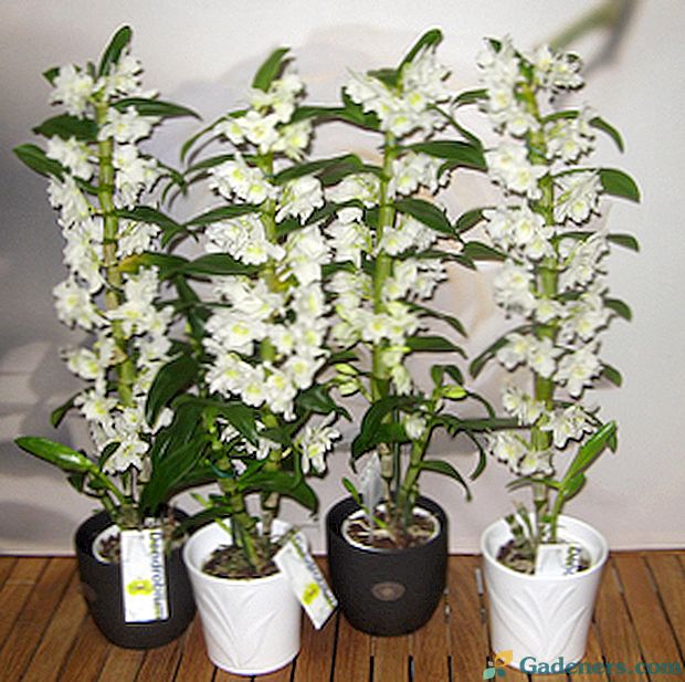 Vrste Dendrobium orhidej: fotografije, imena in značilnosti oskrbe