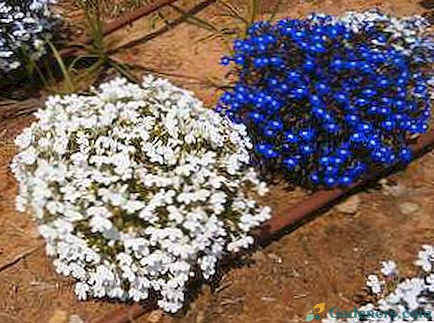Uzgoj ampelous lobelia: sorte, fotografija cvijeća