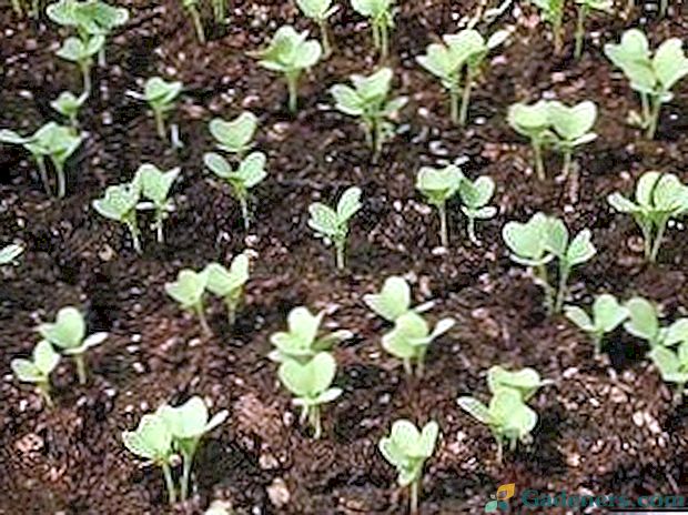 Pěstování květáku ze semen v zemi