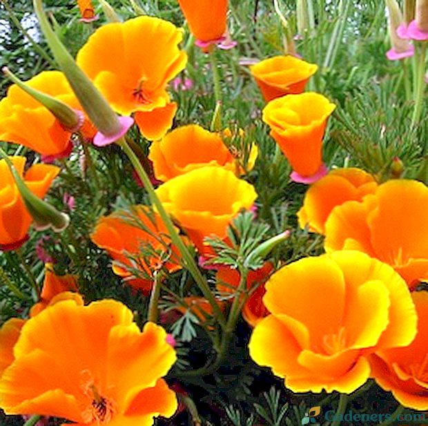 Stādu audzēšana: ziedu fotoattēli, kad stāda