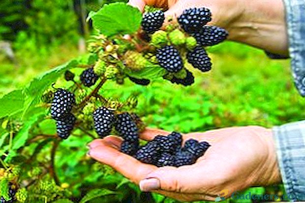 Pestovanie Blackberry: starostlivosť, chov a orezávanie