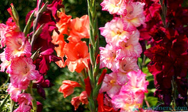 Gladiolių auginimas, gėlių nuotrauka