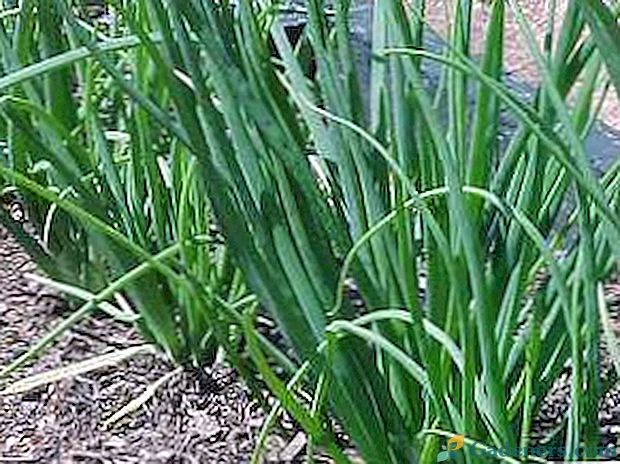 Rosnące z nasion delikatności: szalotka cebula i cebula kuschevka