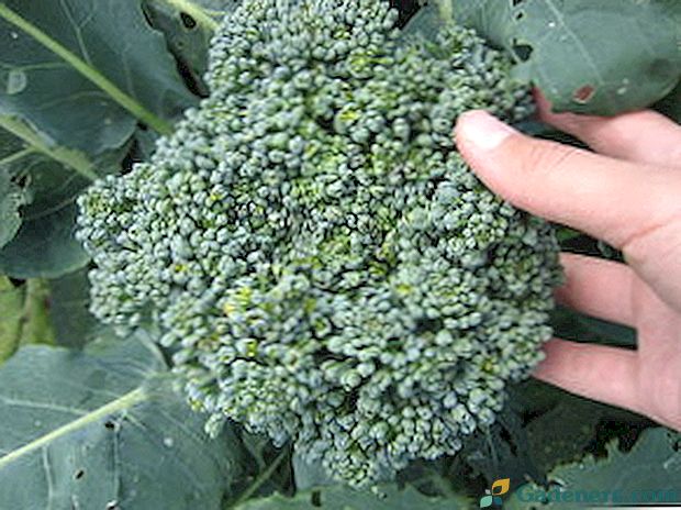 Rastúca brokolica: odrody, fotografie
