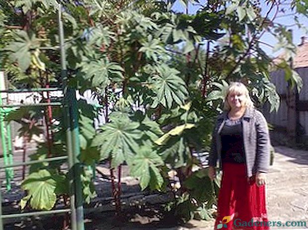 Вирощування рицини з насіння: коли садити і правила догляду