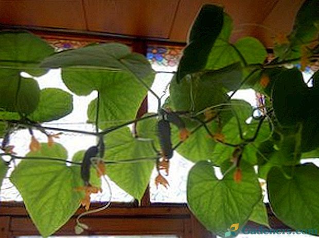 Augantys agurkai ant balkono: žingsnis po žingsnio