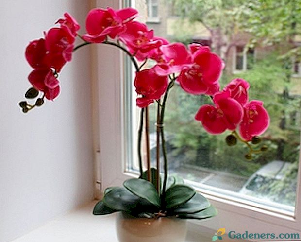 Augančios orchidėjos vazonuose: gėlių savybės ir nuotraukos