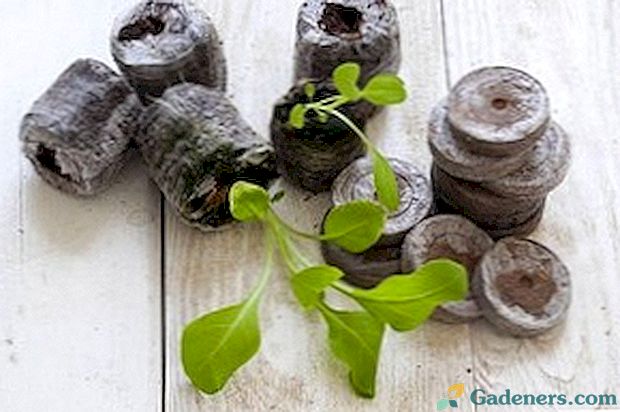 Rastúce petúnie v rašelinových tabletách: ako ich pestovať