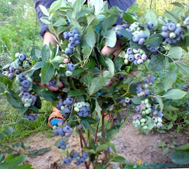 Augančios veislės sodo mėlynės Maskvos regione