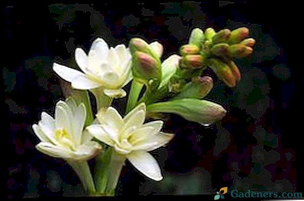Auganti tuberozė: aprašymas, sodinimas ir priežiūra, gėlių nuotrauka
