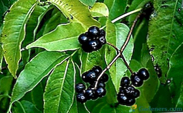 Amur aksamitne jagody i ich wykorzystanie