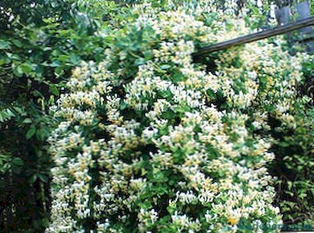 Sausmedis Capricole: nuotrauka, sodinti ir rūpintis augalu
