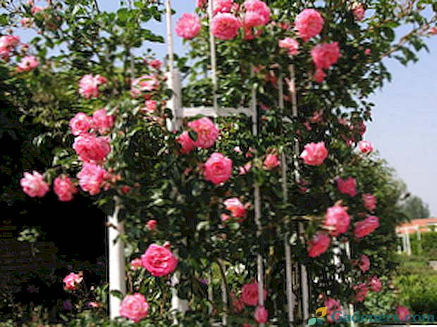Zimske odporne plezalne vrtnice cvetijo celo poletje