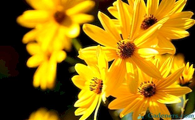 Значење цвијећа: језик и симболика бијелог букета, жутог и азалеје