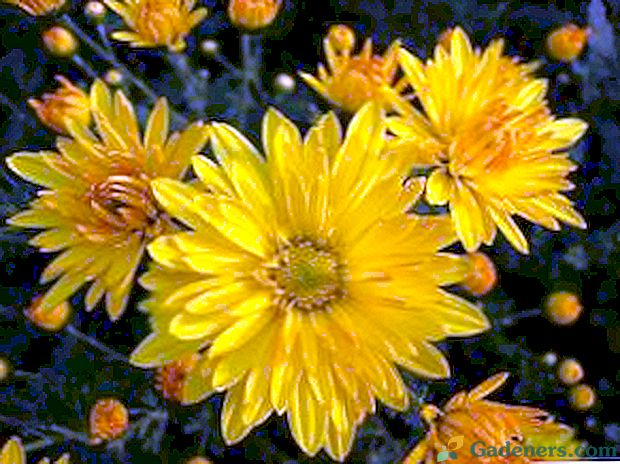 Hodnota žltých chryzantémov, čo dávajú