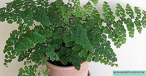 Adiantum - planting, care and reproduction at home, photo species