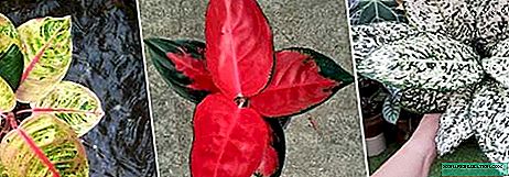 Aglaonema - home care, photo