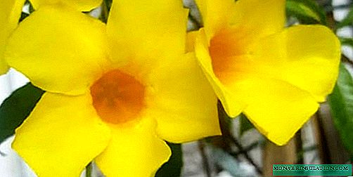 Allamanda - growing and care at home, photo species