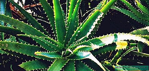 Aloe-agave - kasvaa, kotihoito, valokuva