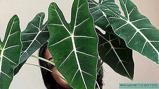 Alocasia home. Cultivation and care