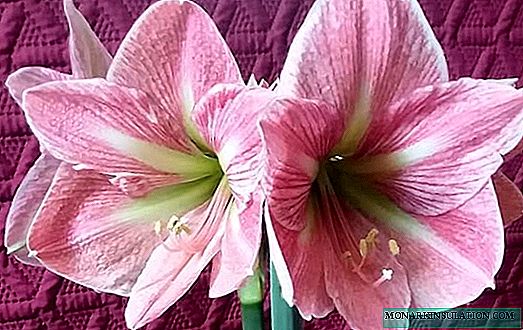 Amaryllis - planting and care at home, photo species