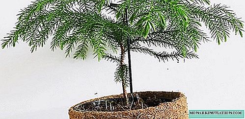 Araucaria - care and reproduction at home, photo species