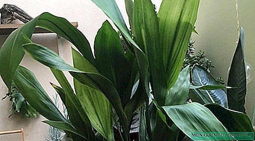 Aspidistra - growing and care at home, photo