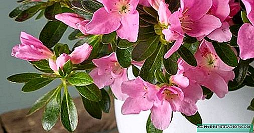 Azalea - care and reproduction at home, photo species