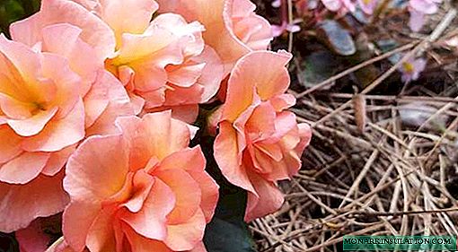 Tuberous begonia - kućna njega, fotografija
