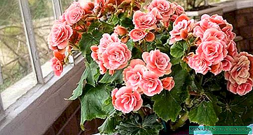 Begonia ever flowering - home care, photo