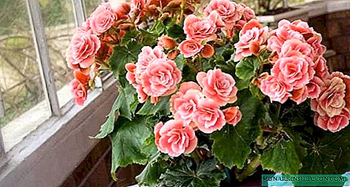 Begonia ooit bloeiend - thuiszorg, foto